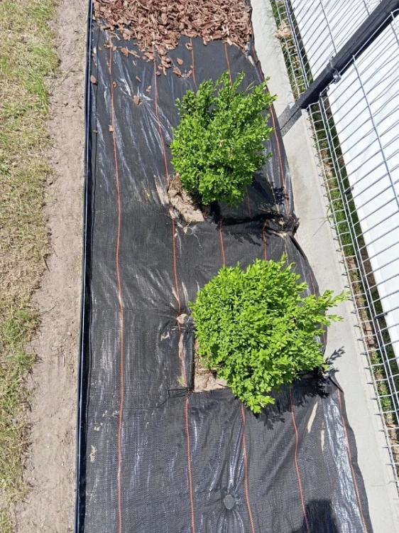 polyxo-agrotkanina-100g-m2-110cm-x-20mb-realizacja