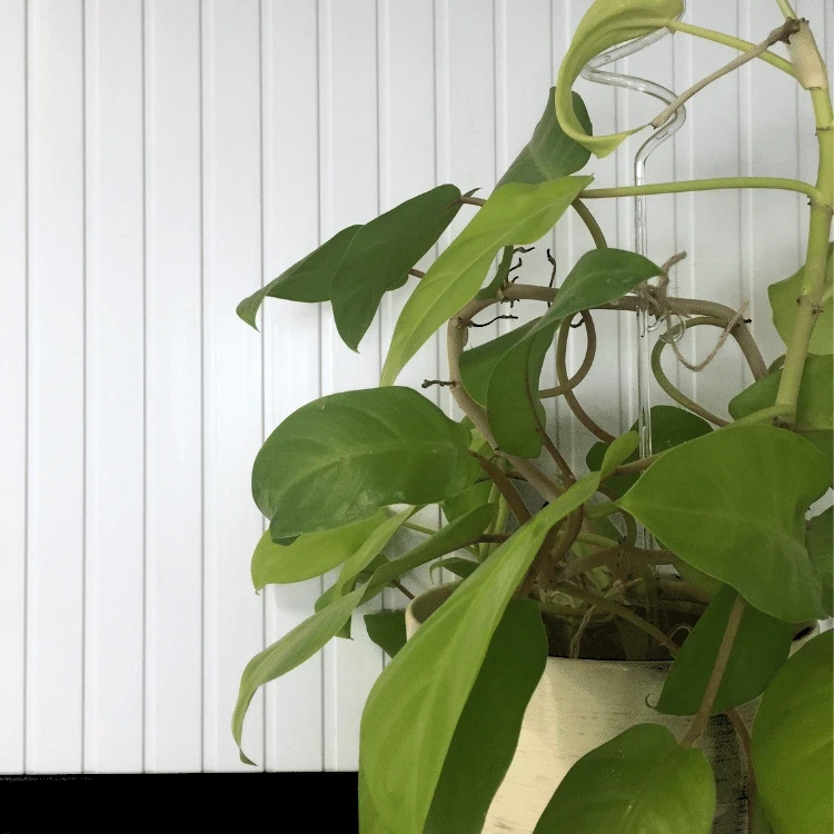 as-bialy-lamel-panel-scienny-i-podbitkowy-pvc-10cm-265cm-realizacja