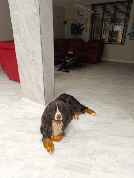 vilo-panele-winylowe-spc-ash-grey-klasa-33-6mm-60cm-60cm-mat-z-podkladem-realizacja